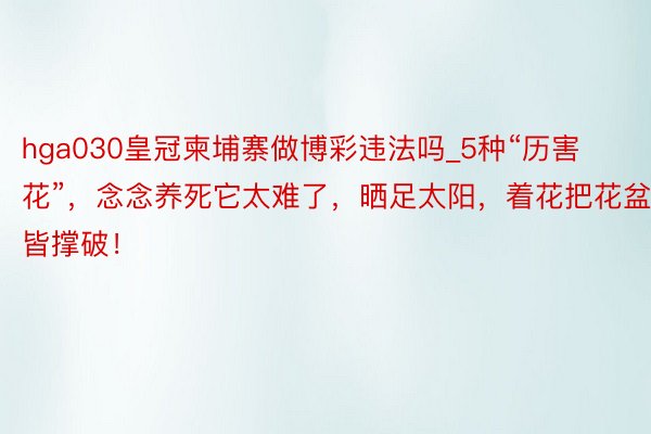 hga030皇冠柬埔寨做博彩违法吗_5种“历害花”，念念养死它太难了，晒足太阳，着花把花盆皆撑破！